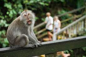 ubud-monkey-forest